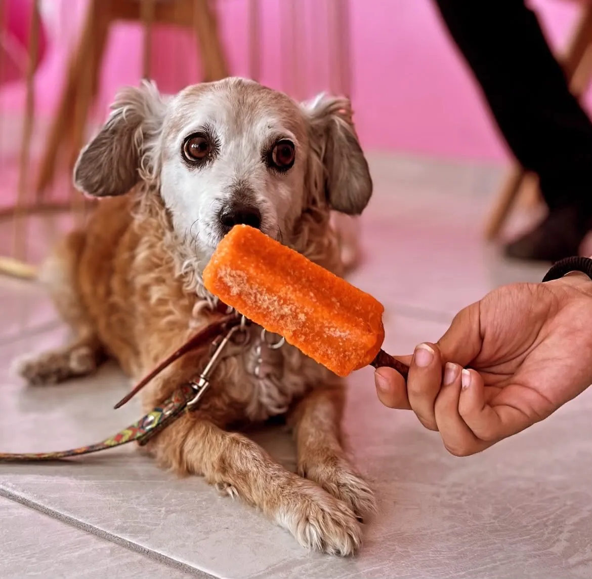 Perro disfrutando una paleta en Chask's 26